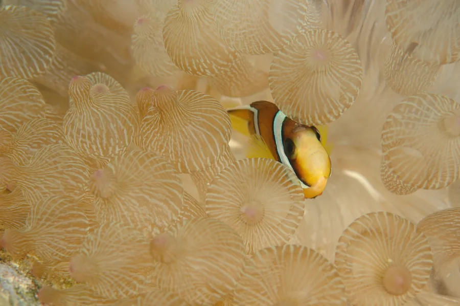Clownfish Among Pale Anemone Tentacles