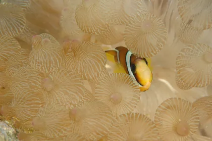 Clownfish Among Pale Anemone Tentacles