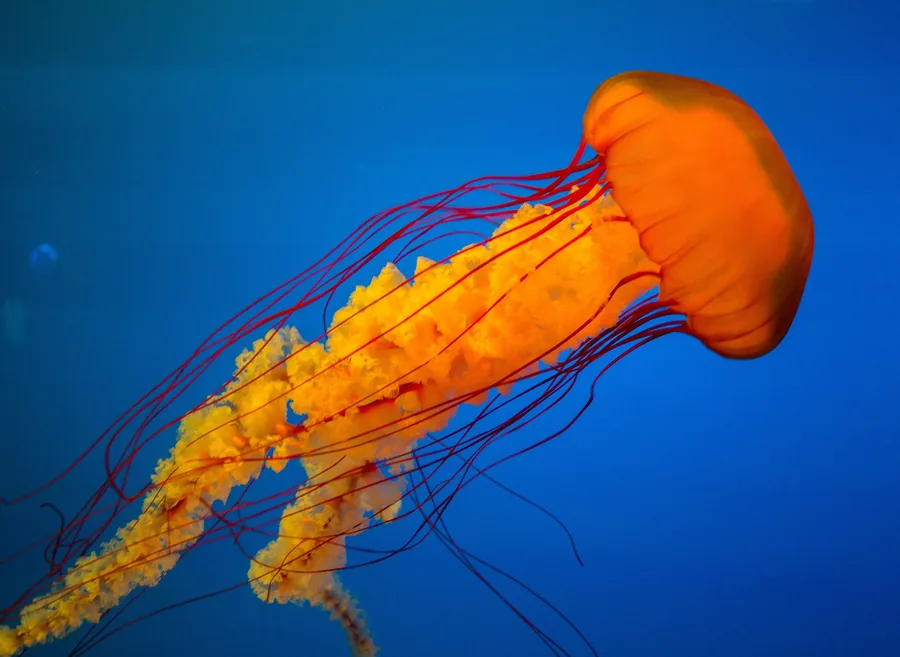 Orange Jellyfish Against Deep Blue