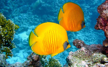 Two Yellow Striped Fish Beside Coral