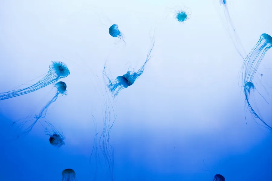 Jellyfish Drifting in Blue Water