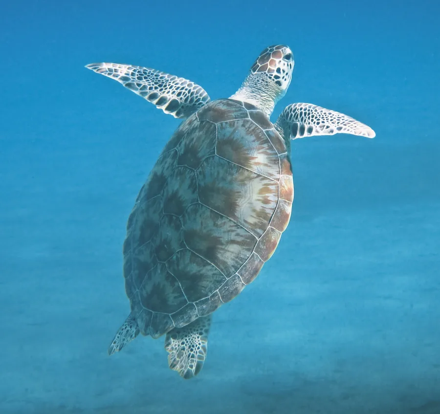 Sea Turtle Swimming Over Sand