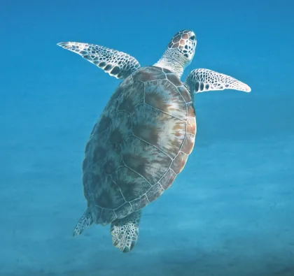 Sea Turtle Swimming Over Sand