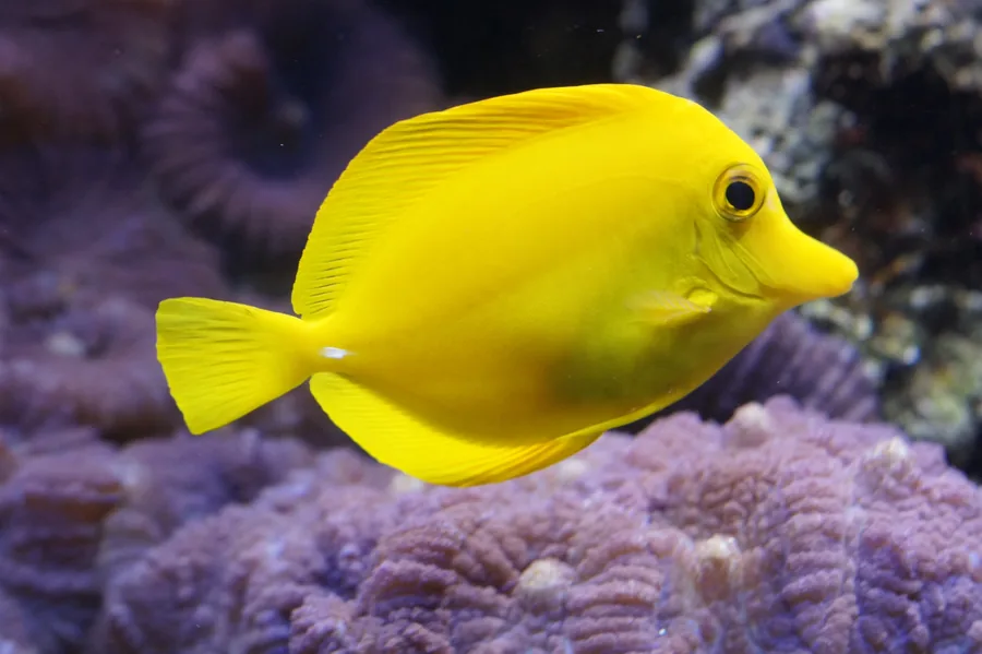 Yellow Fish Beside Purple Coral