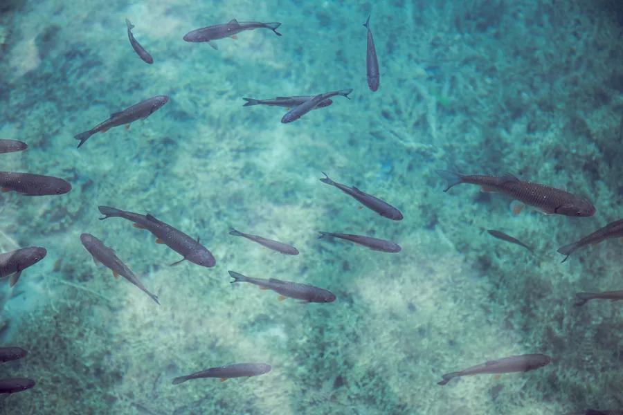 School of Fish in Clear Turquoise Water