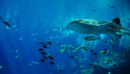 Whale Shark Swimming Among Fish
