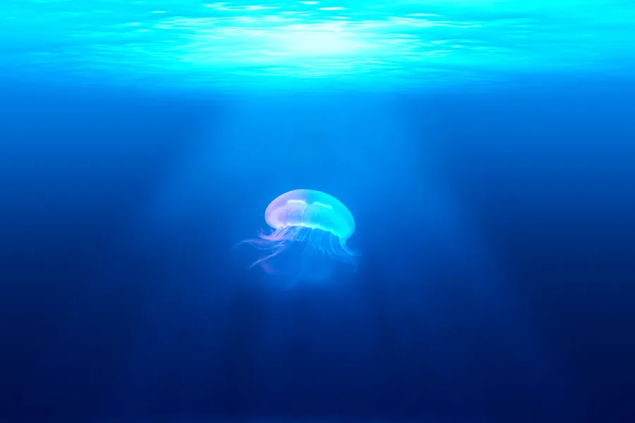 Meduza w błękitnej wodzie