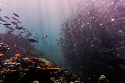 Shoals of Fish Over a Sunlit Reef