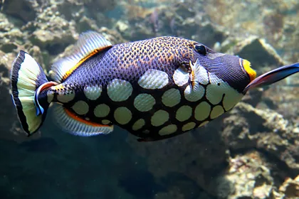 Spotted Tropical Fish Over Rocks