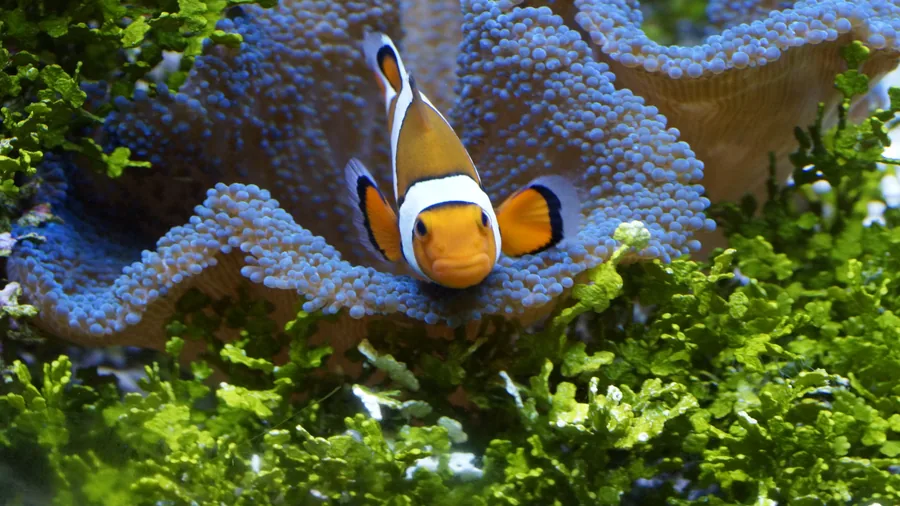 Clownfish Among Anemone and Green Weed