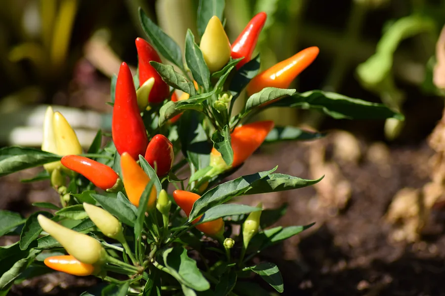Chilli Peppers on the Plant