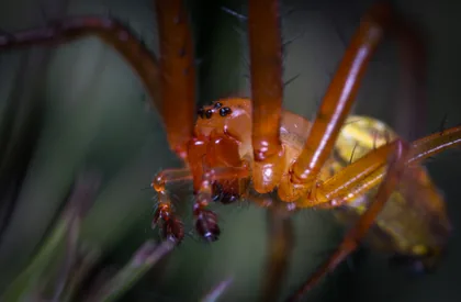An Orange Spider