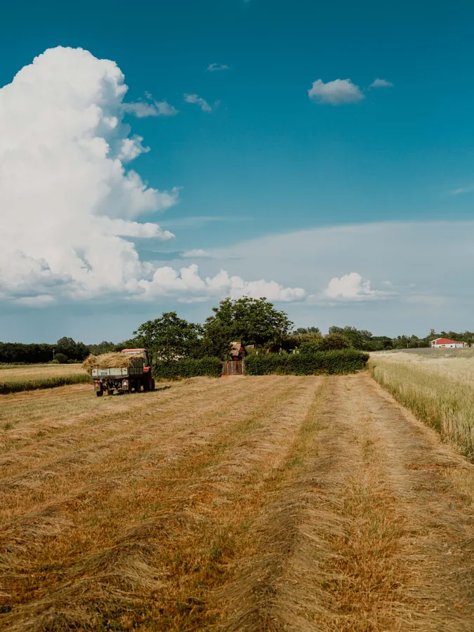 Hay Harvest Under Big Clouds