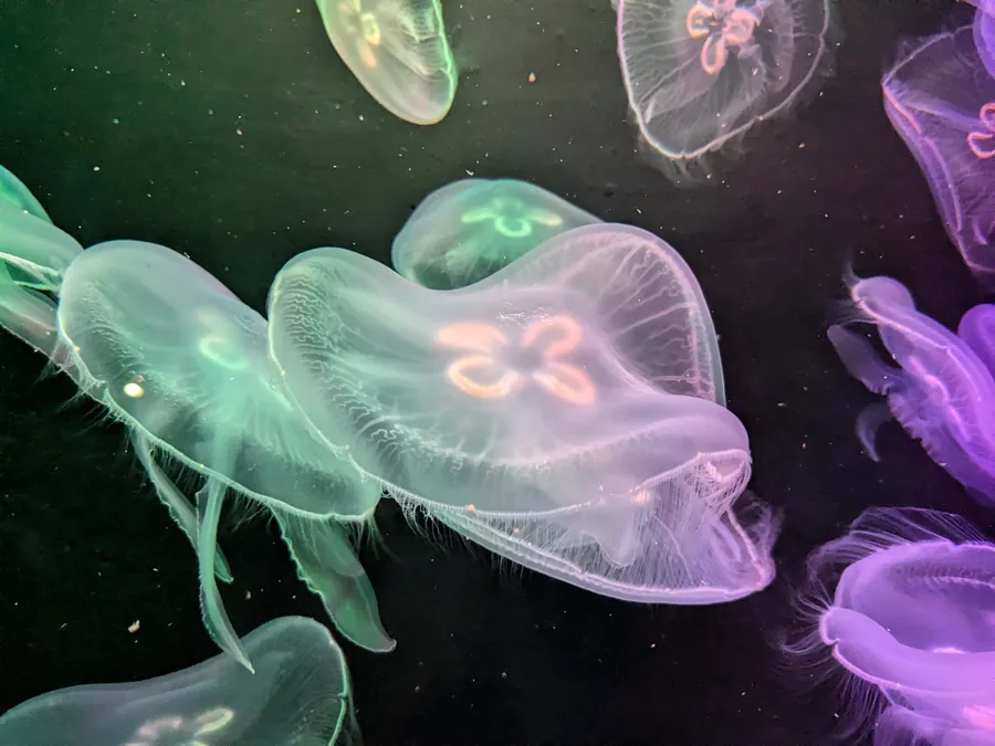 Pale Jellyfish Drifting in Dark Water