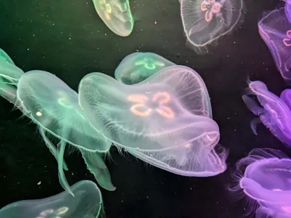 Pale Jellyfish Drifting in Dark Water