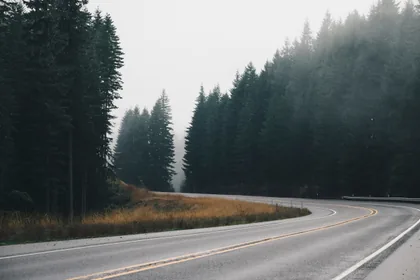 A Misty Road Beside the Forest