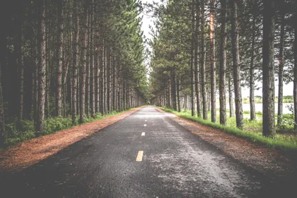 Straight Road Through Pine Forest