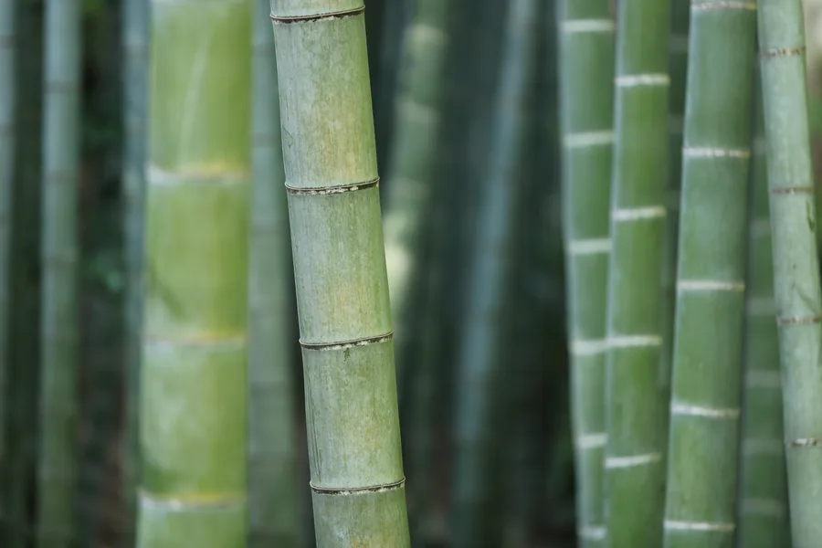 Green Bamboo Stems in a Grove