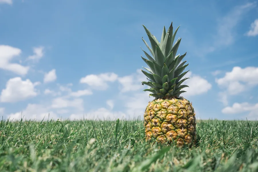 Una piña erguida en la hierba