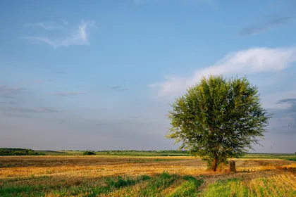 Árvore solitária no campo