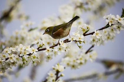 A Bird Among the Blossom