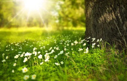 Anémones blanches sous un arbre