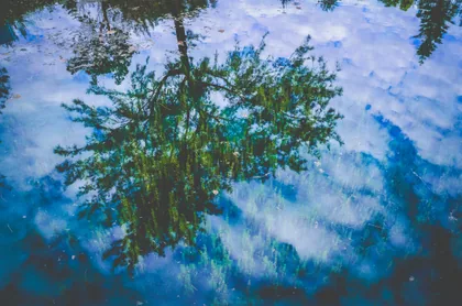 Pine Reflected in Still Water