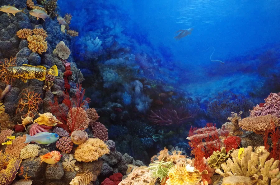 Coral Reef Display with Tropical Fish