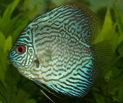 Patterned Blue Fish Among Green Plants