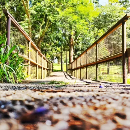 Footbridge Through the Trees