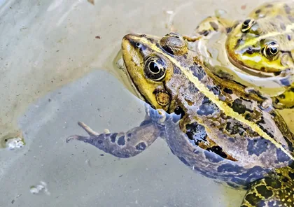 Dos ranas en agua poco profunda