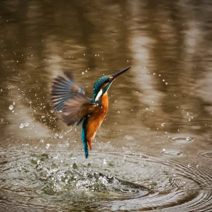 A Kingfisher Rising From the Water