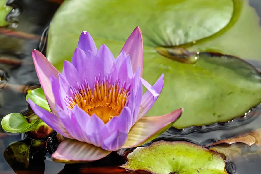 Water Lily Among the Pads