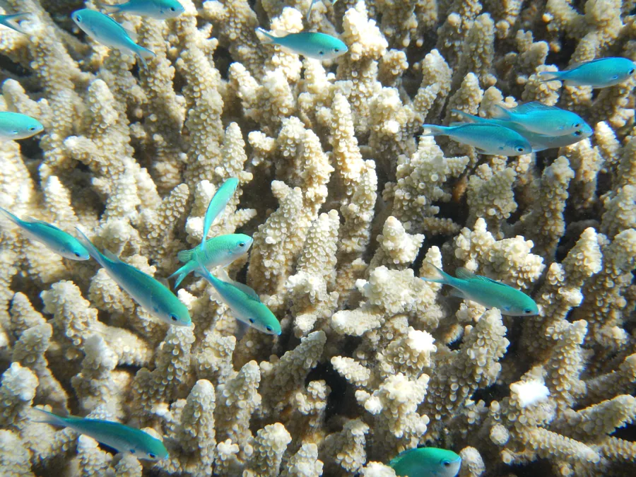 Blue-Green Fish Among Branching Coral