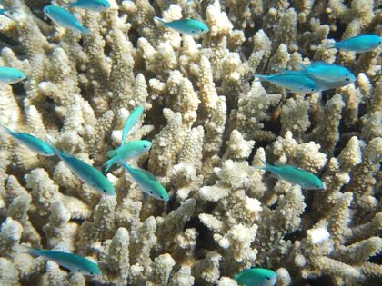 Blue-Green Fish Among Branching Coral