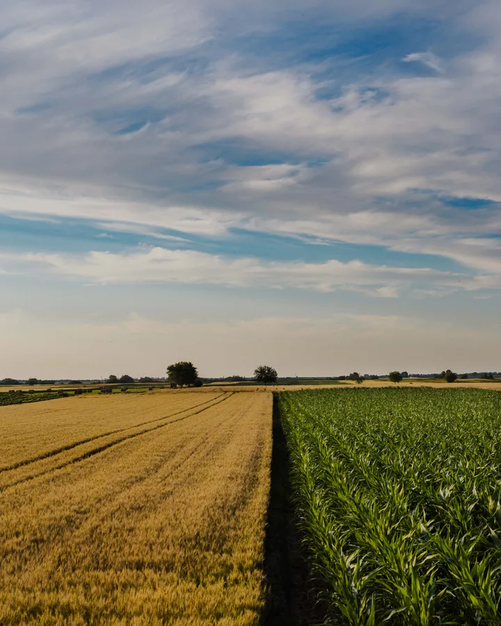Wheat Field Beside the Maize