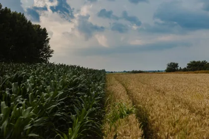 Green Maize Beside Golden Grain