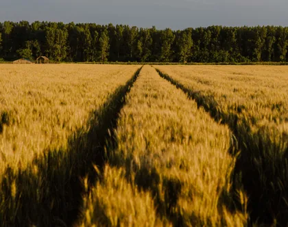 Rastros pelo campo de trigo