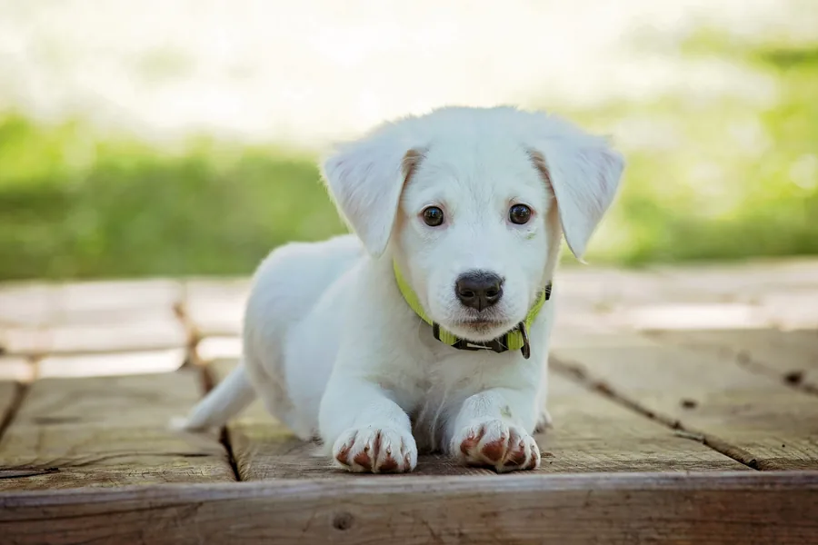 Un cucciolo bianco a riposo