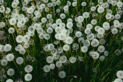 Paardenbloempluizen