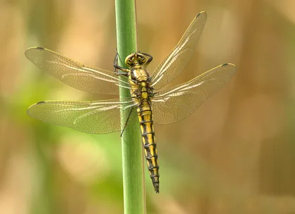 Dragonfly Clinging to a Green Stem