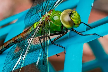 Green Dragonfly on a Blue Chair