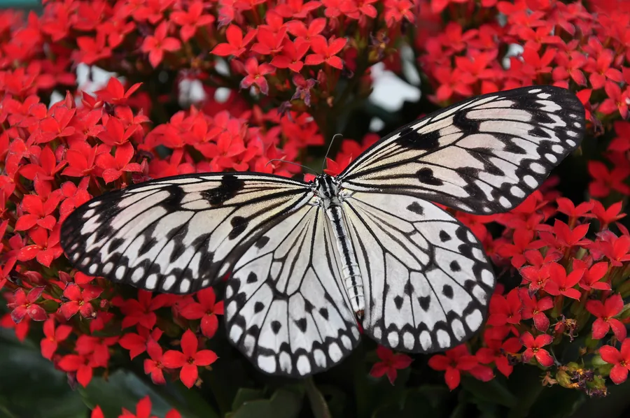 Black and White Butterfly on Red Flowers