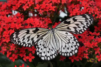 Black and White Butterfly on Red Flowers