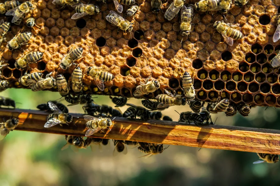 Abejas en un marco de panal