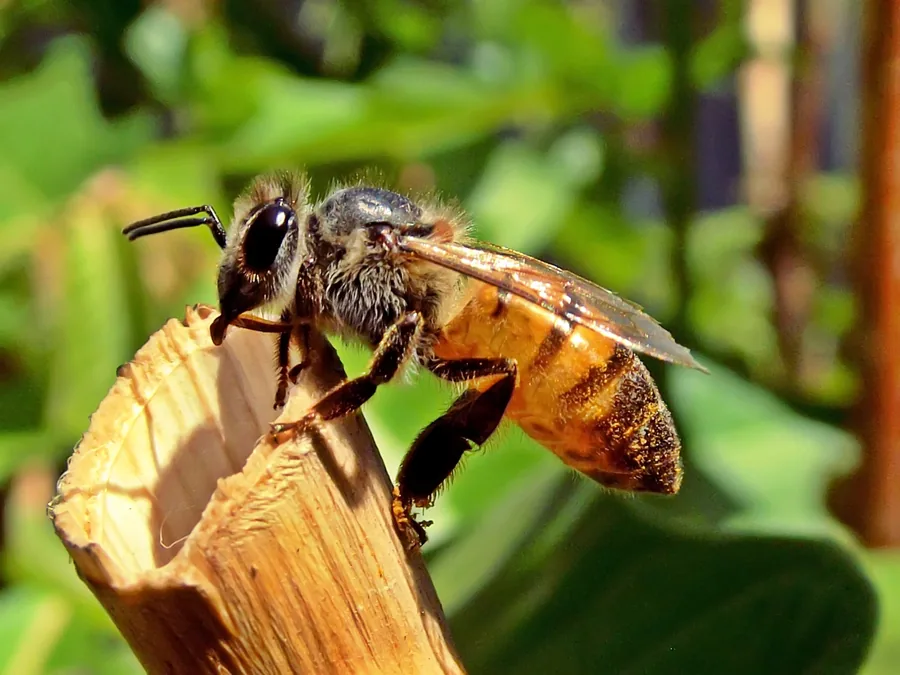 Honeybee Perched on a Broken Stem